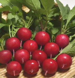 nӔ_ ncJ_C ͂ \卪@bhCSF@1