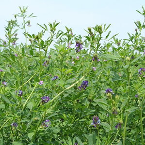 c  q Δp At@t@ PX PVP 500g