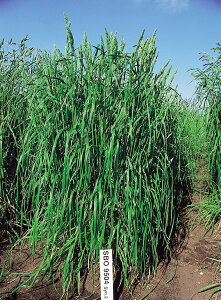 c  q Δp I[`[h obJX PVP 500g