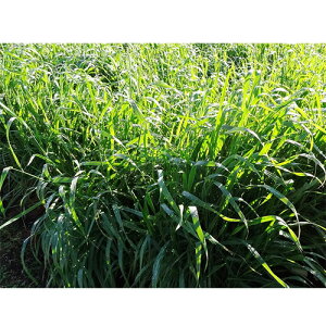 c  q Δp GoN쐶 wCI[c 1kg