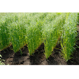 c  q Δp GoN Ƃ䂽 1kg