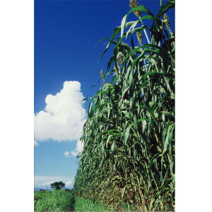 c  q Δp \K qJbNJVJJ[\RJ[/V[N\RJ[405 1kg