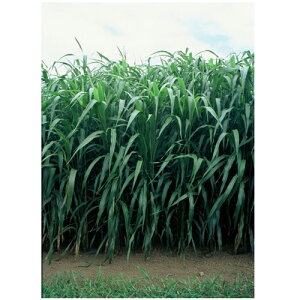 c  q Δp \K O[\S[/X[p[_ 1kg