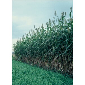 c  q Δp \K ͔\S[/FS1605 1kg