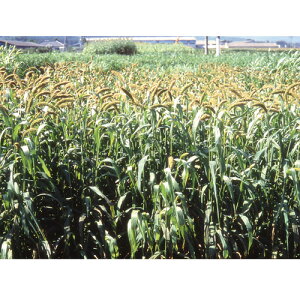 c  q Δp 앨 W[}XgCR 1kg