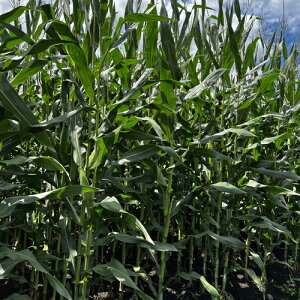 c  q Δp 앨 Xm[fg115/LG31588@3500