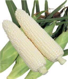 c@XC[gR[@sAzCgSP@200