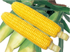 c@XC[gR[@AC_zXC[g78 1L