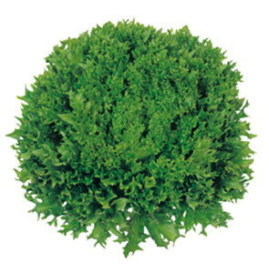 c ^X ჌^X tACX R[g5000