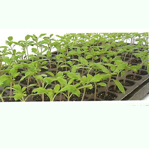 AO@g}g Ƃ܂ ؁@[gLO@1000