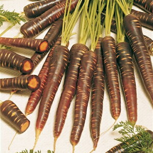 AO@jW lQ ɂ񂶂@p[vXeBbN@R[g5000