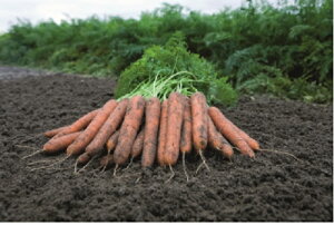 AO@jW lQ ɂ񂶂@IWXeBbNNEO@R[g5000