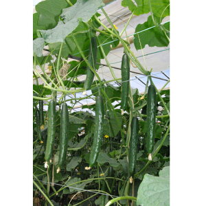 Ƃ팤@LE イ ӉZ@AbJ434@350