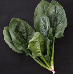 {_ zE\E @@ ق񂻂@GXp[_@M3