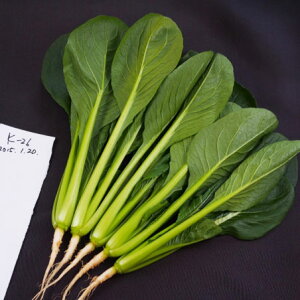 {_ R}ci  ܂ȁ@@5000