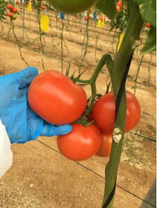 �G���U�@�Ԍn��ʃg�}�g�@�h�L�A�@500��