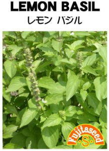 藤田種子 バジル レモンバジル 小袋