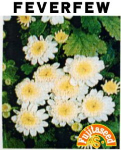 cq@tB[o[q[iFEVERFEW)@