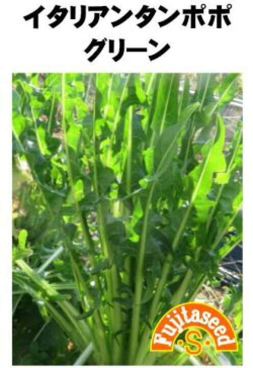 楽天市場 藤田種子 イタリアンタンポポ グリーン 小袋 種苗 園芸ショップ 種もり