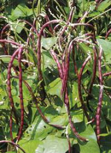 ���� �t�^�o��c�@��Ȃ��������@����@1L