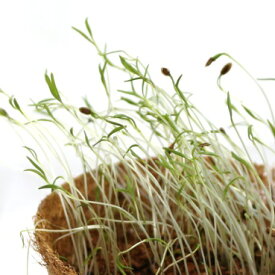 たね グリーンフィールドプロジェクト スプラウト ディル　小袋