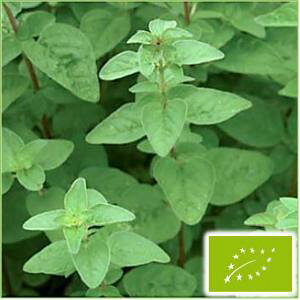  O[tB[hvWFNg IKm/Ch}W@