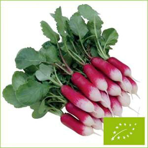 ���� �O���[���t�B�[���h�v���W�F�N�g ���f�B�b�V��/��\���卪 �g���Z�~�����O�^�C�v�@����