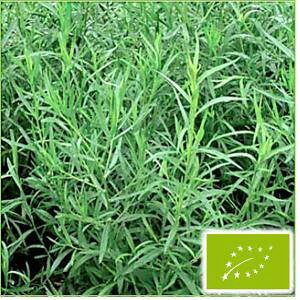  O[tB[hvWFNg^S(VA^S)@