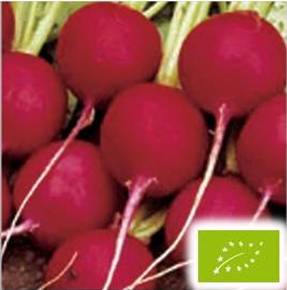 特別オファー 人気の製品 有機種子 固定種 たね グリーンフィールドプロジェクト ラディッシュ 二十日大根 深紅ラウンドタイプ 1dl groom-fp7.eu groom-fp7.eu
