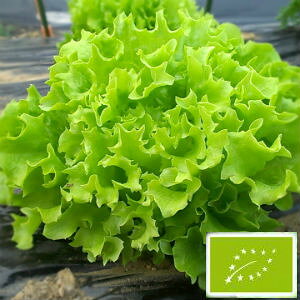  O[tB[hvWFNg [t^X(rI_/)@