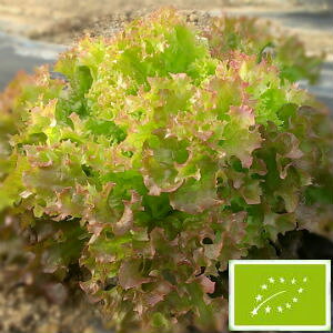  O[tB[hvWFNg [t^X(bTTj[^Xn/΁ԍF)@