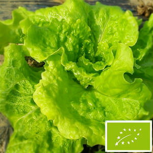  O[tB[hvWFNg [t^X(ubNV[fbhVv\/)@