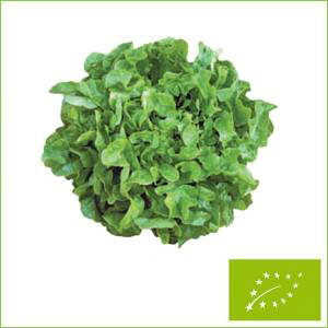  O[tB[hvWFNg [t^X(I[N[t/)@