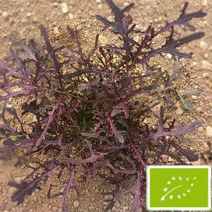  O[tB[hvWFNg }X^[h/炵(p[vt/)@