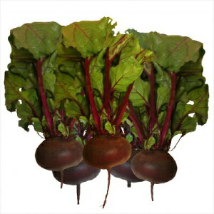  O[tB[hvWFNg r[c/r[g/GWvgtbg^Cv@