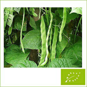  O[tB[hvWFNg 邠CQ W{/΁@