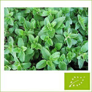  O[tB[hvWFNg IKm(O[NIKm)@