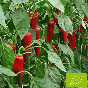  O[tB[hvWFNg s[}(uz[^/)@