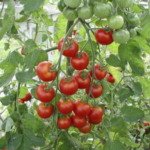  O[tB[hvWFNg ~jg}g Ehbh@