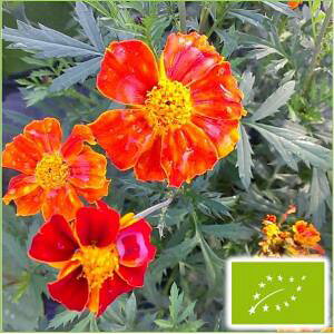  O[tB[hvWFNg t`}[S[h(_[NIW)@