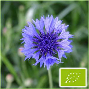  O[tB[hvWFNg R[t[/ԋe(F)@