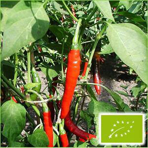  O[tB[hvWFNg ԃgEKV(hqEƂ炵)@