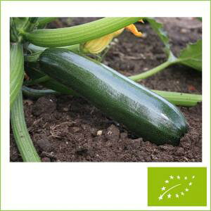  O[tB[hvWFNg YbL[j ubNr[eB[@