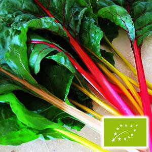  O[tB[hvWFNg XCX`[h/ӂ(Jt)@