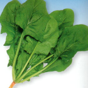 iJn̂ˁ@zE\E @@ ق񂻂@nbs[q@