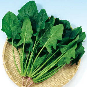 iJn̂ˁ@zE\E @@ ق񂻂@s[g@1dl