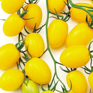 iJn̂ g}g Ƃ܂ ~j@TYWGCG[g}g@100