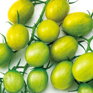 iJn̂ g}g Ƃ܂ ~j@WG O[@1000