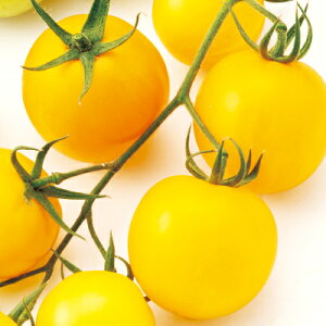 iJn̂ g}g Ƃ܂ ʁ@TY~fB CG[@