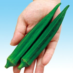 iJn̂ˁ@IN @OX^[IN@1L